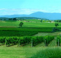 Acacia Ridge Vineyard - Accommodation Mount Tamborine