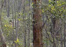 Heathcote-Graytown National Park - Accommodation Mount Tamborine 0