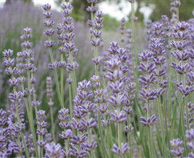Warratina Lavender Farm - Accommodation Mount Tamborine 0