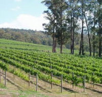 Piedmont Vineyard - Accommodation Mount Tamborine