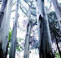 Dandenong Ranges National Park - Accommodation Mount Tamborine
