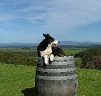 Windy Ridge Vineyard and Winery - Accommodation Mount Tamborine