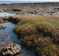 Ricketts Point Marine Sanctuary - Accommodation Mount Tamborine