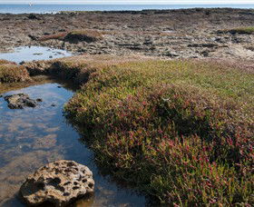 Ricketts Point Marine Sanctuary - Accommodation Mount Tamborine 0