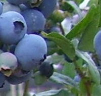 Tuckerberry Hill - Accommodation Mount Tamborine