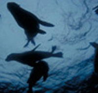 The Arches Marine Sanctuary - Accommodation Mount Tamborine