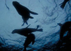 The Arches Marine Sanctuary - Accommodation Mount Tamborine 0