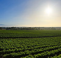 GREENSTONE VINEYARDS - Accommodation Mount Tamborine