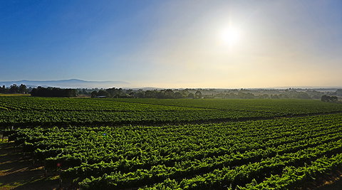 GREENSTONE VINEYARDS - Accommodation Mount Tamborine 0