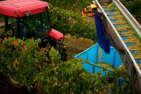 GREENSTONE VINEYARDS - Accommodation Mount Tamborine 3