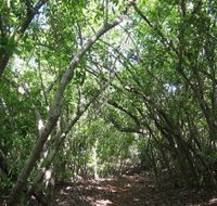 Eucalypt Trail - Accommodation Mount Tamborine