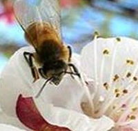 Clayridge Honey - Accommodation Mount Tamborine