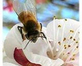 Clayridge Honey - Accommodation Mount Tamborine 0