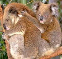 Shoalhaven Zoo - Accommodation Mount Tamborine