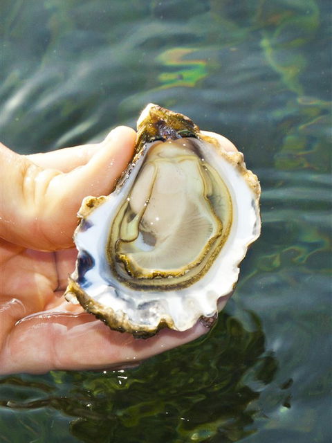 The Oyster Pot - Accommodation Mount Tamborine 0
