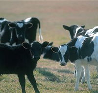 Bodalla Dairy Cheese Factory - Accommodation Mount Tamborine