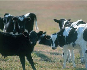 Bodalla Dairy Cheese Factory - Accommodation Mount Tamborine 0