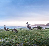 Pebbly Beach - Accommodation Mount Tamborine