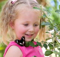 Coffs Harbour Butterfly House - Accommodation Mount Tamborine