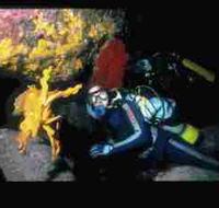 Solitary Islands Marine Park - Accommodation Mount Tamborine