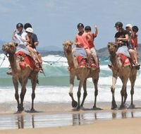 Camel Rides with Coffs Coast Camels - Accommodation Mount Tamborine