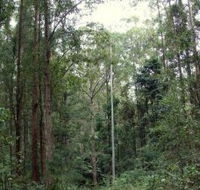 Bongil Bongil National Park - Accommodation Mount Tamborine