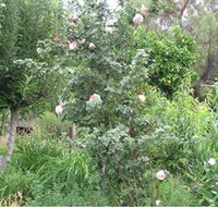 Tombstone Estate Vineyard - Accommodation Mount Tamborine