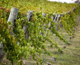 Moothi Estate Vineyard And Cellar Door - Accommodation Mount Tamborine 1