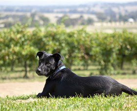 Moothi Estate Vineyard And Cellar Door - Accommodation Mount Tamborine 0