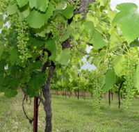 Holland Wines - Accommodation Mount Tamborine