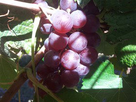 Top Note Vineyard - Accommodation Mount Tamborine 1