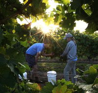 Oakdene Vineyards Restaurant and Cellar Door - Accommodation Mount Tamborine