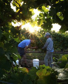 Oakdene Vineyards Restaurant And Cellar Door - Accommodation Mount Tamborine 0