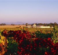 Morris Wines - Accommodation Mount Tamborine
