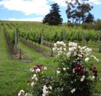 Pembroke Estate Vineyard - Accommodation Mount Tamborine