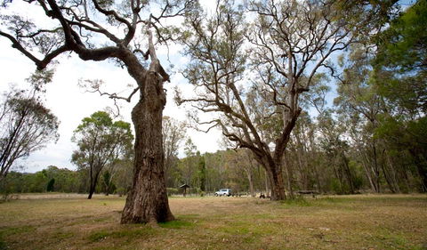 Munghorn Gap Nature Reserve - Accommodation Mount Tamborine 3
