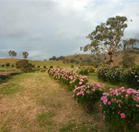 Damasque Rose Oil Farm - Accommodation Mount Tamborine