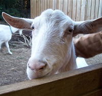 Drysdale Cheeses - Accommodation Mount Tamborine