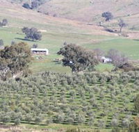 Wymah Organic Olives and Lambs - Accommodation Mount Tamborine