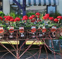 Van Loon's Nursery - Accommodation Mount Tamborine