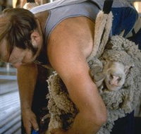 Kuriong Sheep Station - Accommodation Mount Tamborine