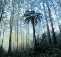 Yarra Ranges National Park - Accommodation Mount Tamborine