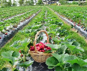 Blue Hills Berries & Cherries - Accommodation Mount Tamborine 0