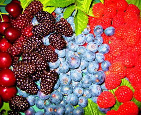 Blue Hills Berries & Cherries - Accommodation Mount Tamborine 2