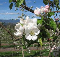 Mouat's Farm - Accommodation Mount Tamborine