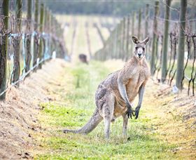 Yabby Lake Vineyard & Cellar Door - Accommodation Mount Tamborine 8