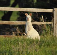Panorama Garden Estate - Accommodation Mount Tamborine