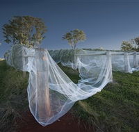 Toppers Mountain Wines - Accommodation Mount Tamborine