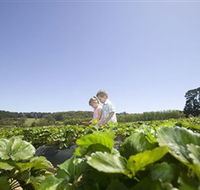 Sunny Ridge Strawberry Farm - Accommodation Mount Tamborine