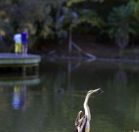 Birdwatching in the South Burnett - Accommodation Mount Tamborine